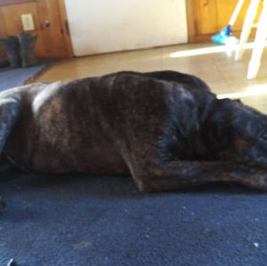 Meet your Posher, Luna